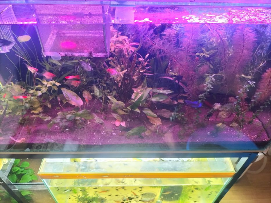 Продам растения  разного вида