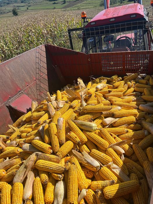 Porumb stiulete 2025