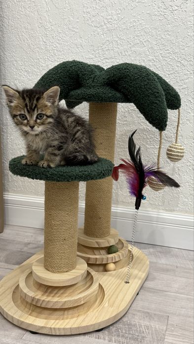 Продаю милого котенка мальчика имеется все документы и мед книжка.