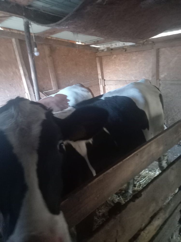 Vând vițea de 1 an și vițelucă de 1 lună