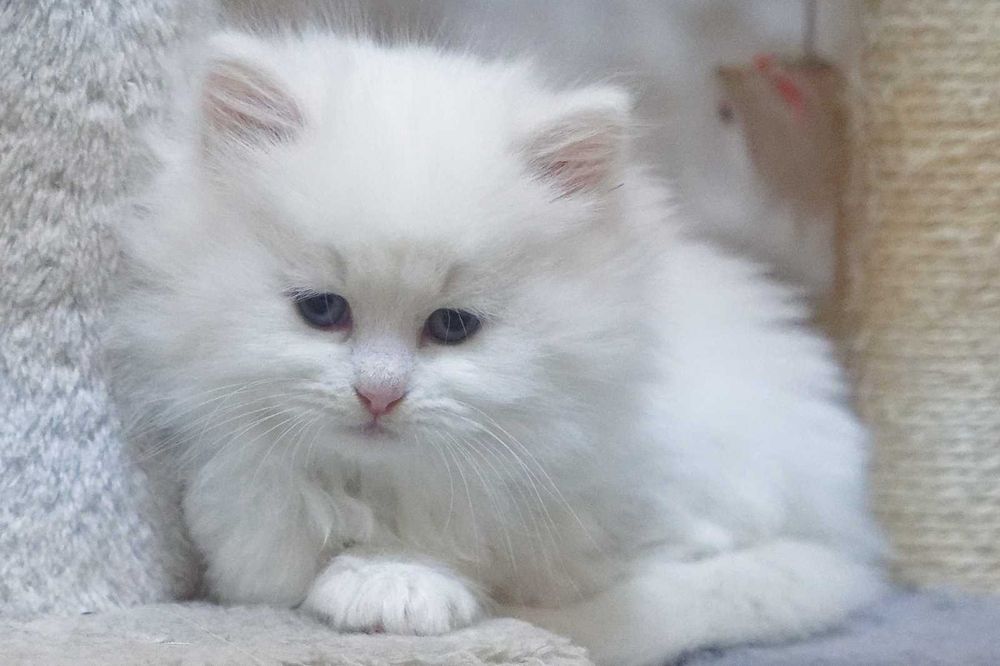 Pui pisica siberiana cu pedigree - Felisa Autorizata