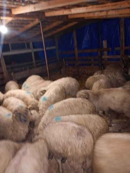 Vând 26 de oi reforma