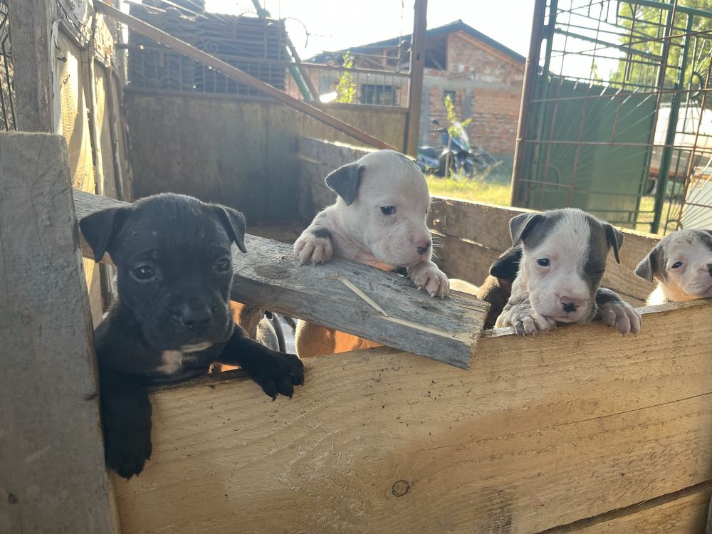 American bully standart