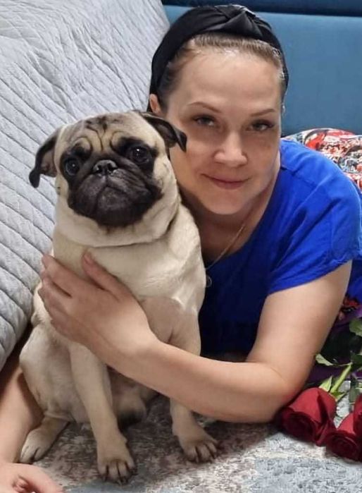 Вязка Мопс мальчик 5 лет с отличной родословной развязанный