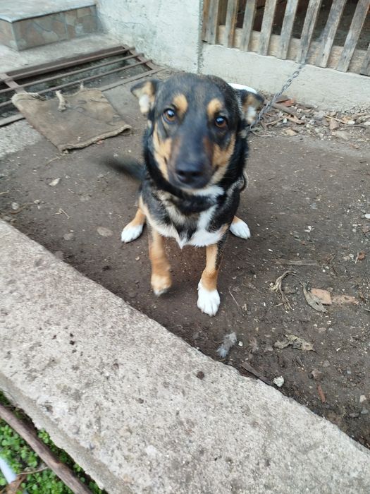 Donez cățelușe de opt luni