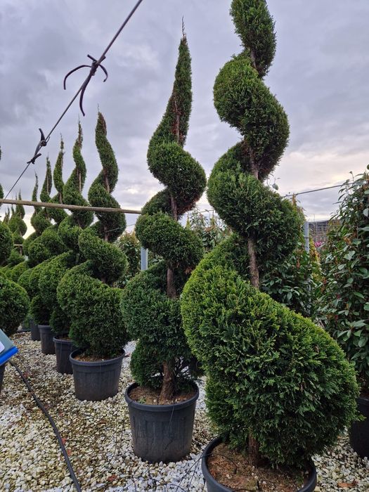 Tuia spirala, pon pon, tri bal, bile, spiralata, bonsai, pom pom forma