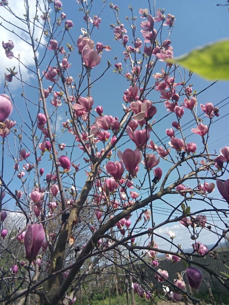 Magnolia , limba soacrei