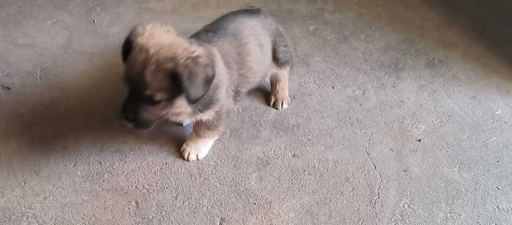 Căței în adopție