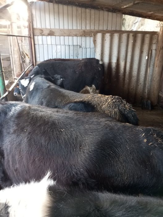 Продам тёлок 8 голов