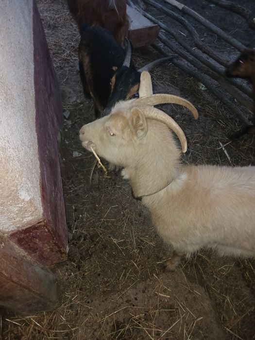 Vând capre sau schimb cu oi gestante