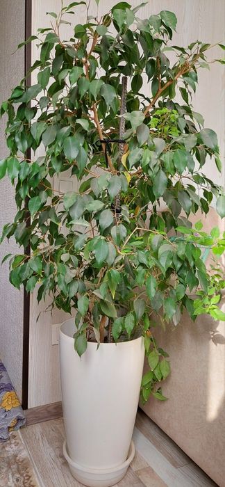 Свой Фикус Бенжамен