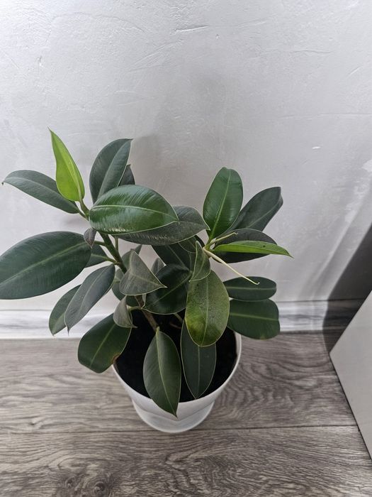 Продам красивый фикус