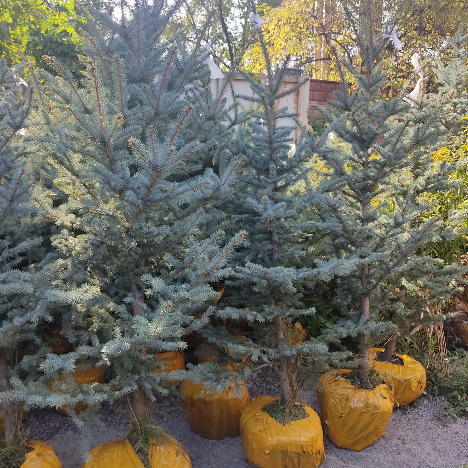 Голубая ель от 1.6 до 2.8 метра в Алматы, купить саженцы елок оптом.