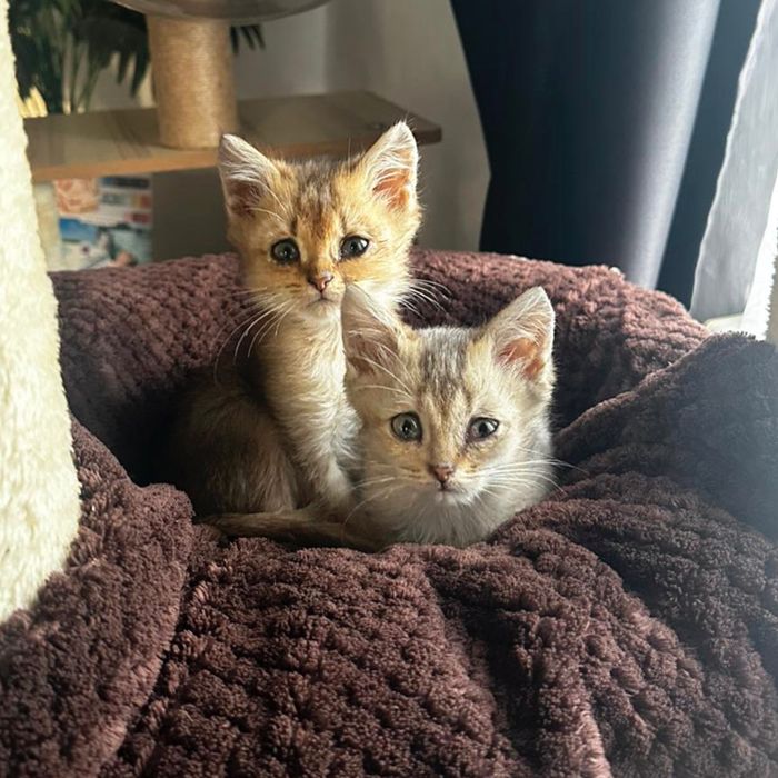 Отдам котят в добрые руки