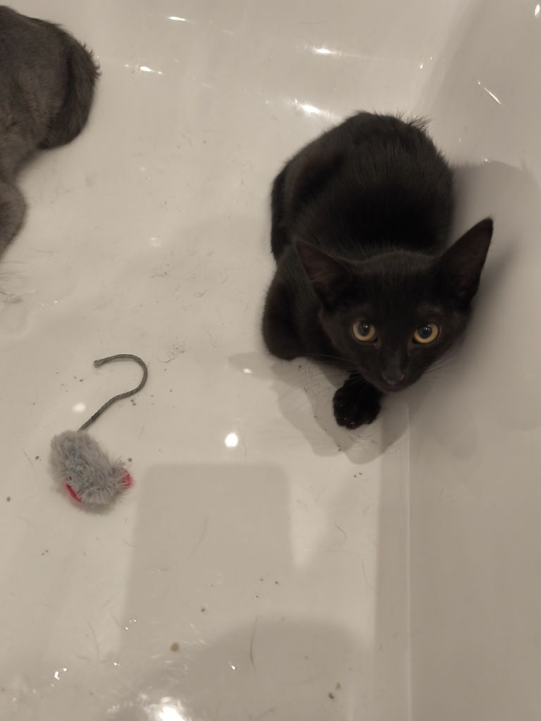 Подарявам 2 малки котенца