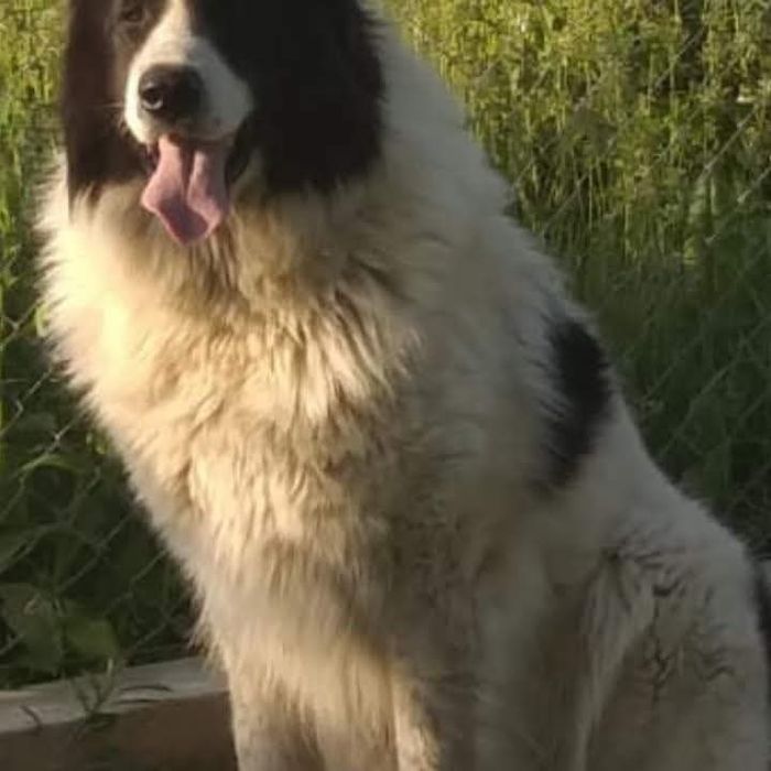 Pui Ciobanesc bucovina