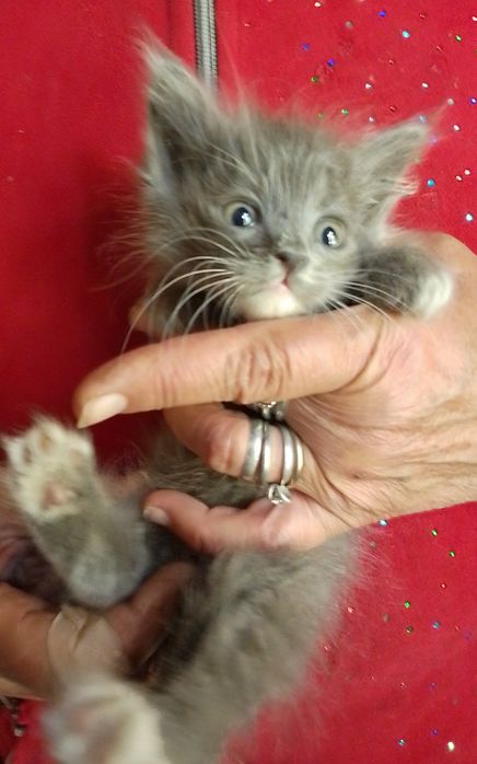 Котёнок - серый пушистый, возраст 1 мес.