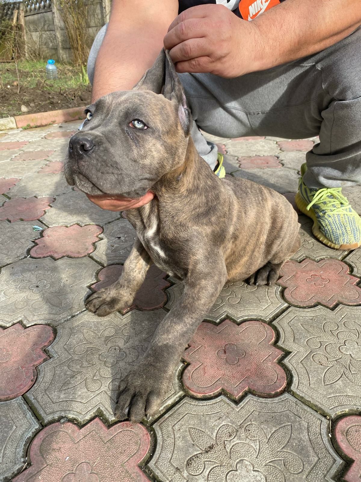 Cane corso italiano