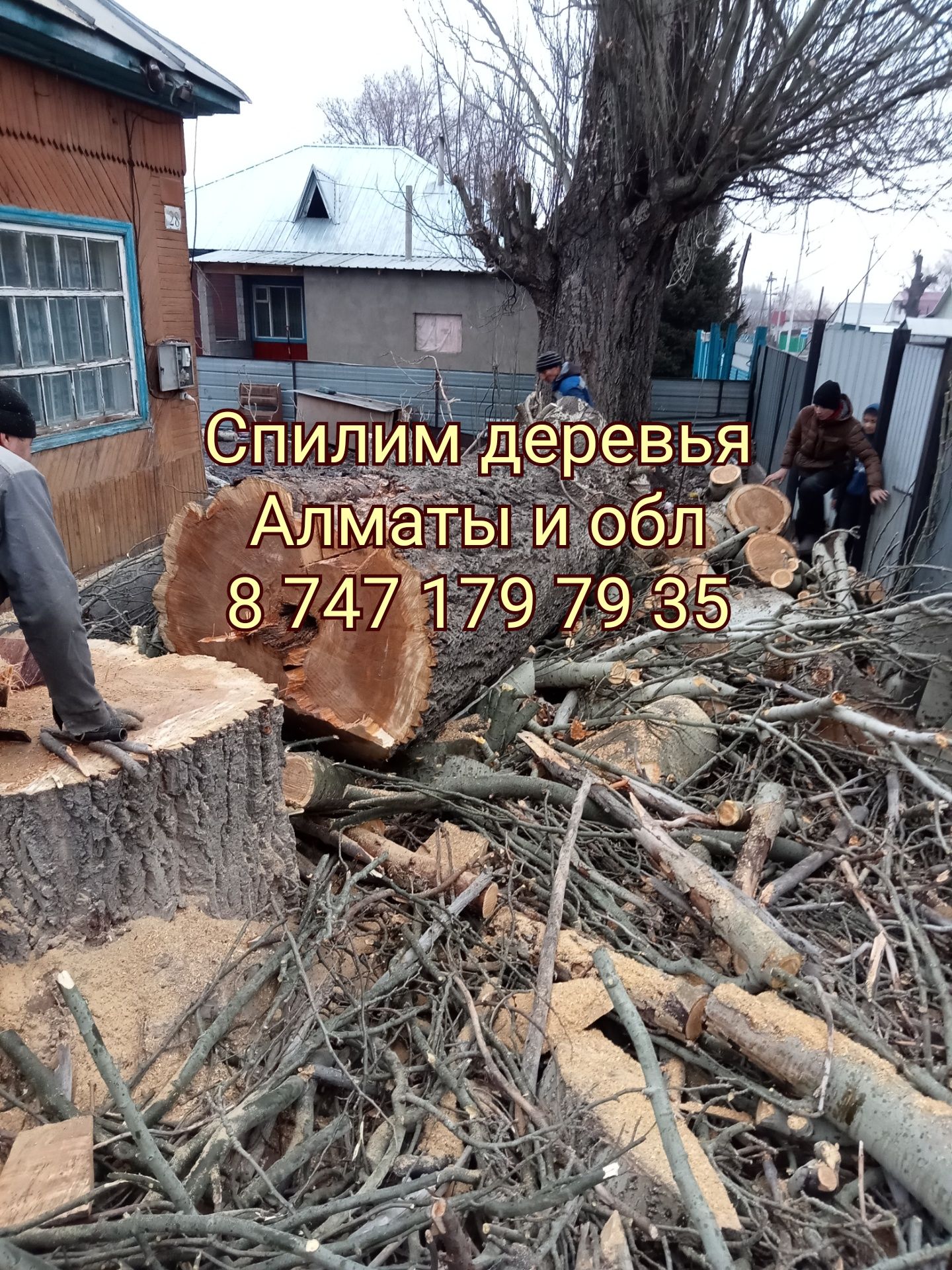 Спил деревьев. Спилим деревья.  Ағаш. спилить дерево. Обрезка.