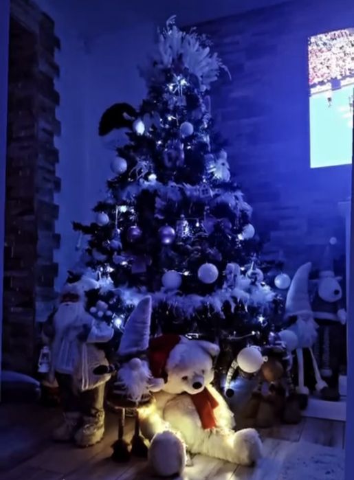 Brad Craciun, verde argintiu, conuri