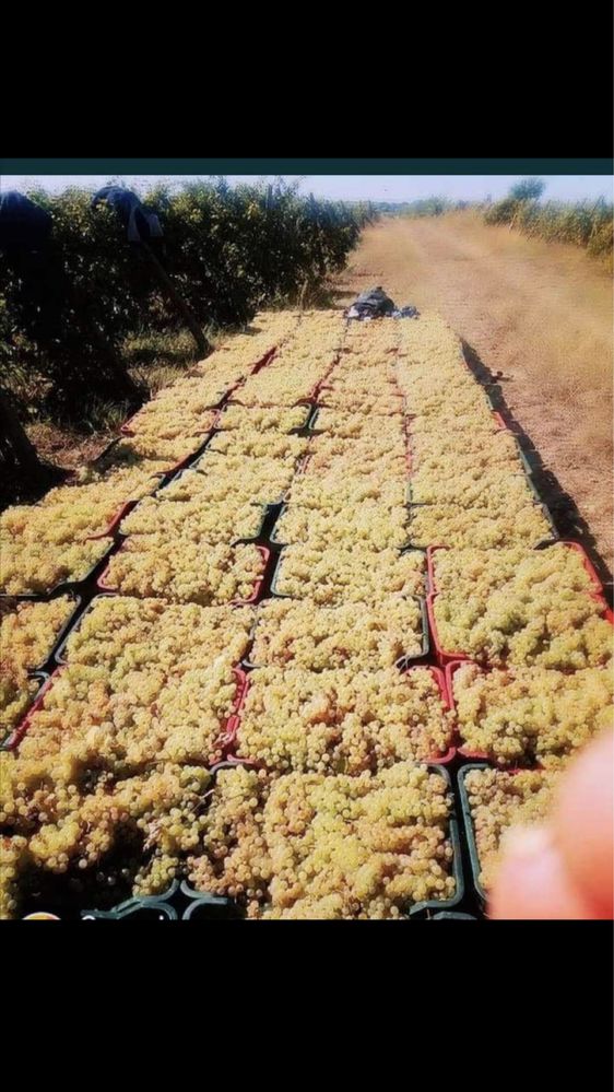 Struguri de vin transport La domiciliu soiuri diferite