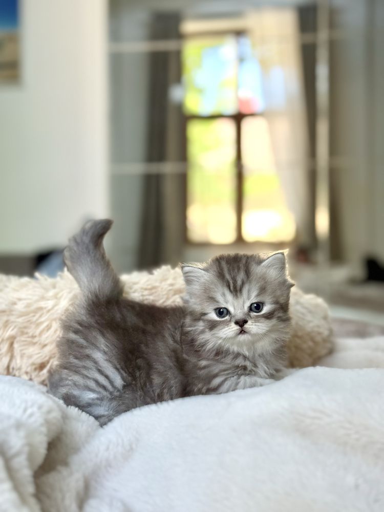 British Longhair