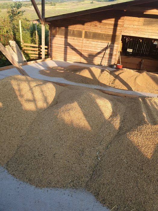 Grau și orzoaica productie 2025