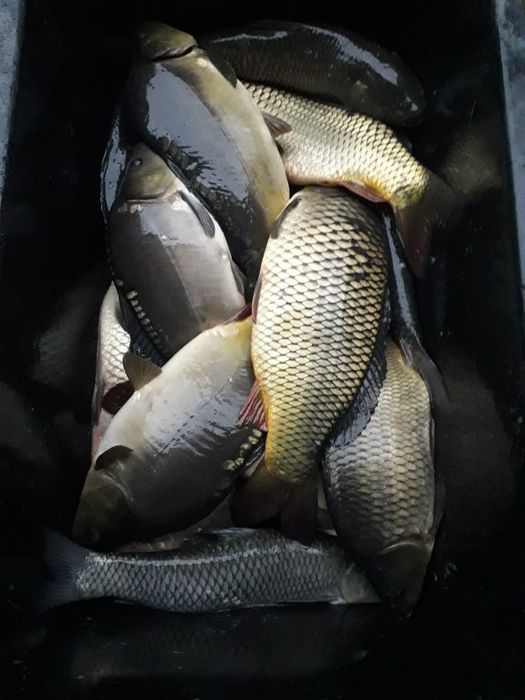 Vând peste crap și novac