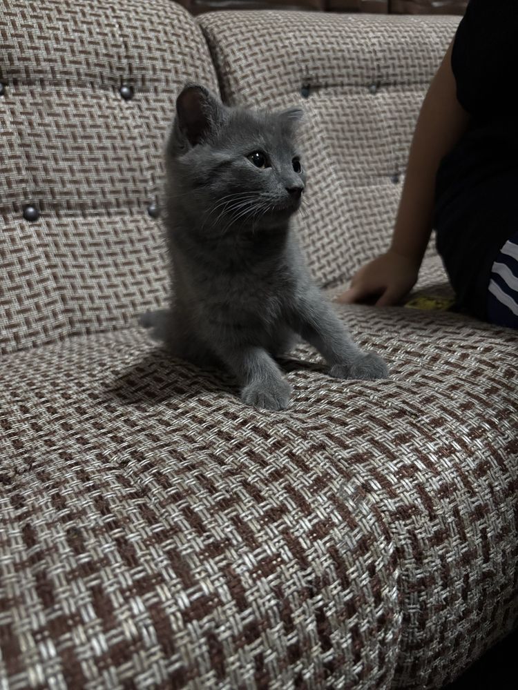Продается котенок