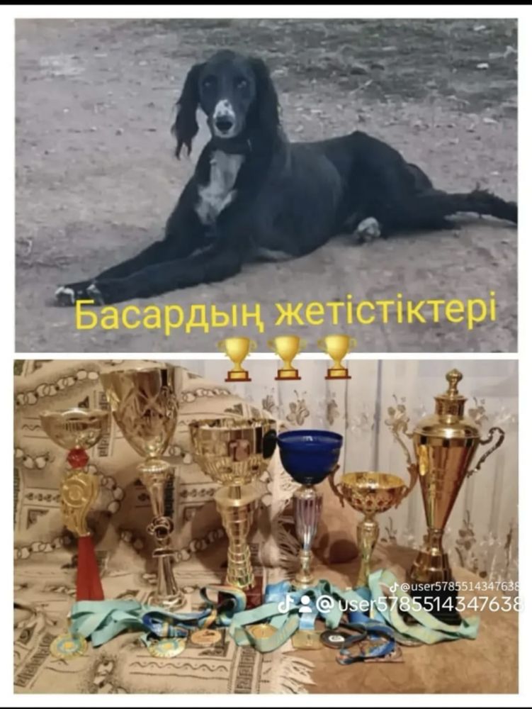 1айлық тазы қаншық күшік