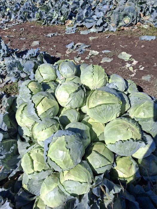 Зеле кьосе на едро