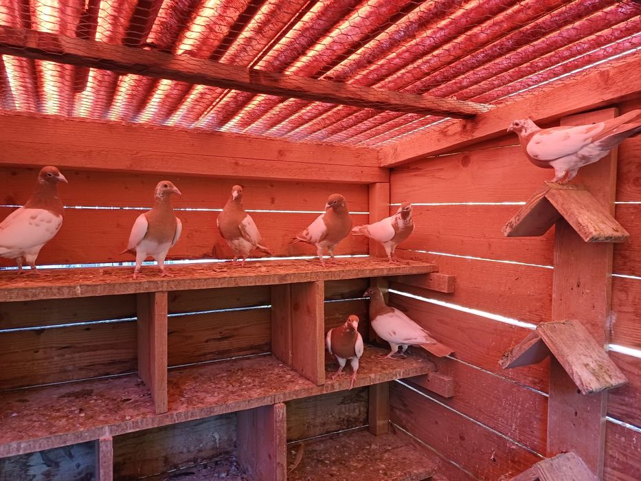 Porumbei voiajori sport meulemans