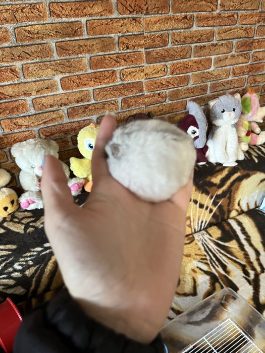 Hamster cu tot cu cusca si cu toate accesoriile