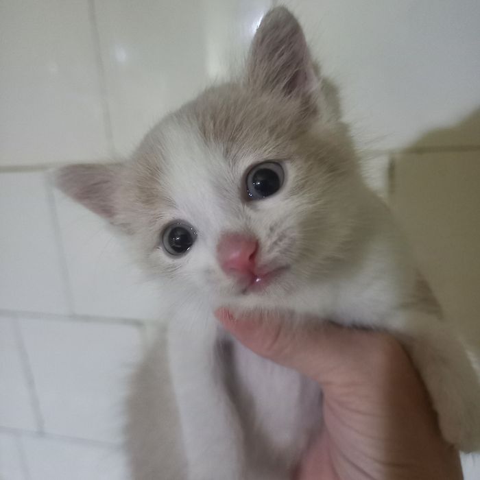 Котёнок мальчик один месяц