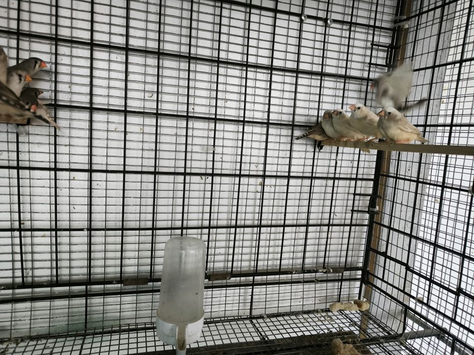 Зеброви амадини млади и работещи