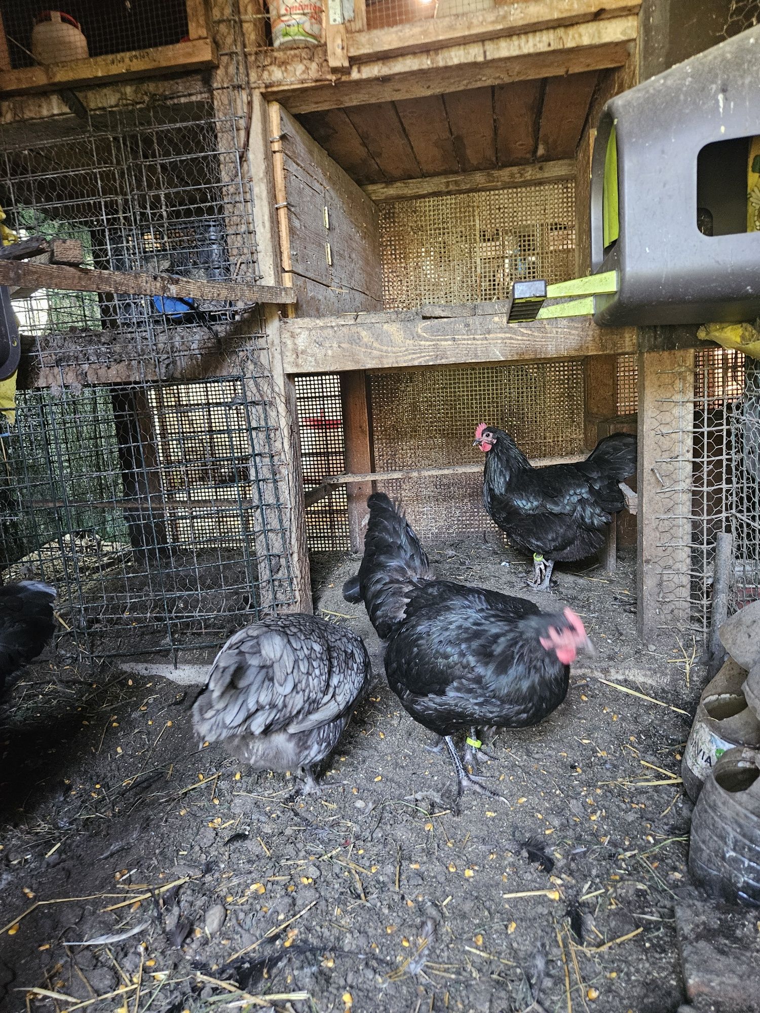 Gaini Australorp pui Australorp Cluj Apahida