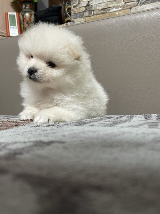 Cățeluși Pomeranian deosebiti