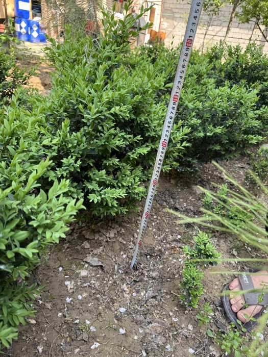 Shamshod sotiladi 50-60 cm