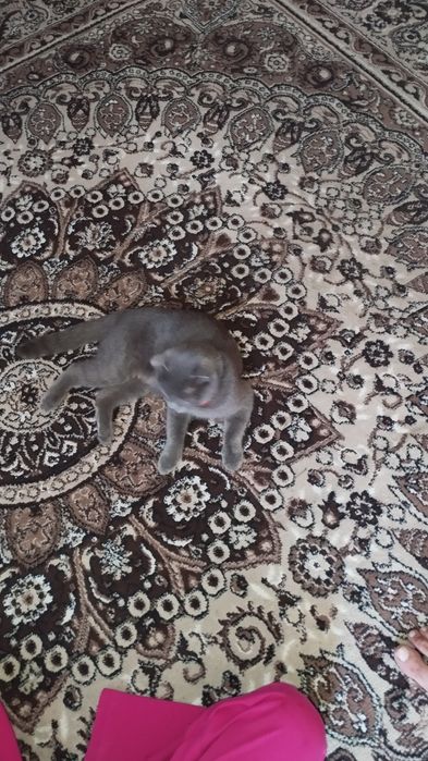 Скотиш фолд мальчик и девочка