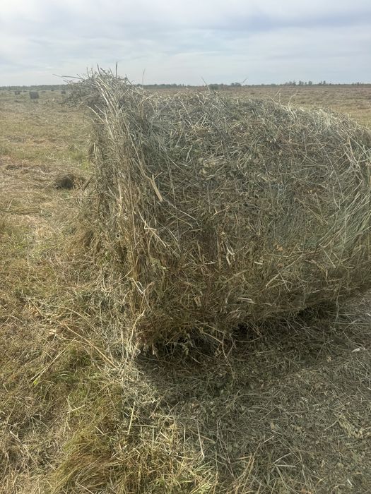 Сено луговое  в рулонах 9000