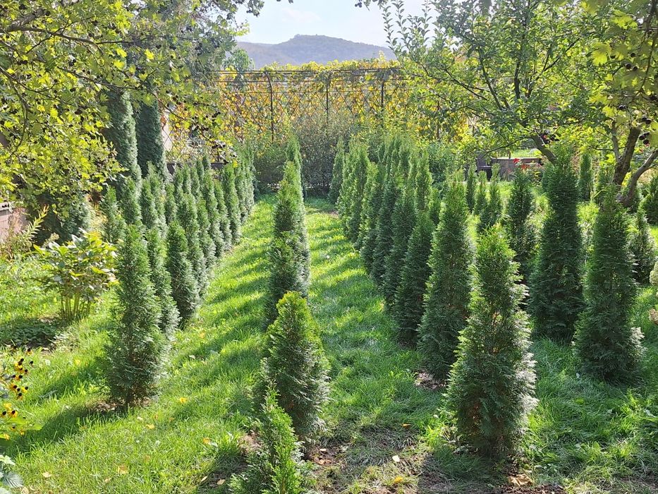 Продам красивые туи для озеленения Вашего дома/объекта.