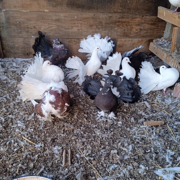 Паунести млади гълъби