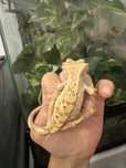 Ресничест бананояден гекон/Crested gecko