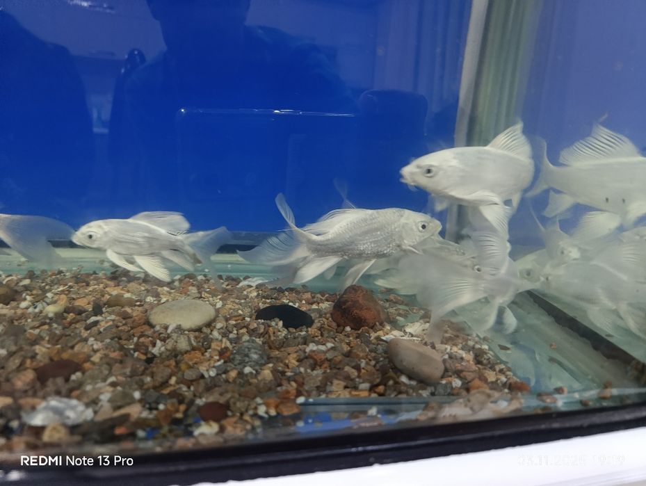 Коля баликлари сотилади