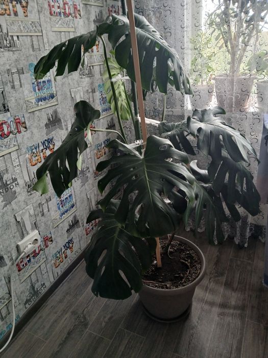 Продам комнатные растения