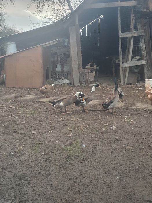 Vând pereche Rățoi Indian alergător