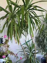 Yucca Planta naturala -