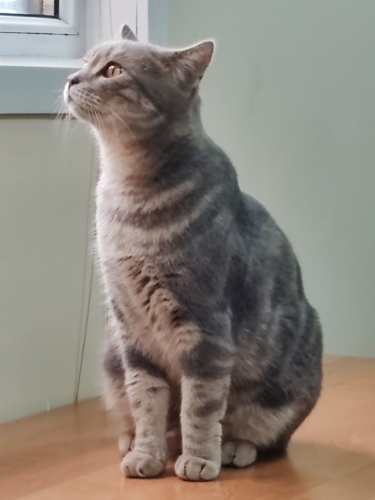 Шотландский прямоухий кот.