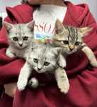 котята британской короткошёрстной