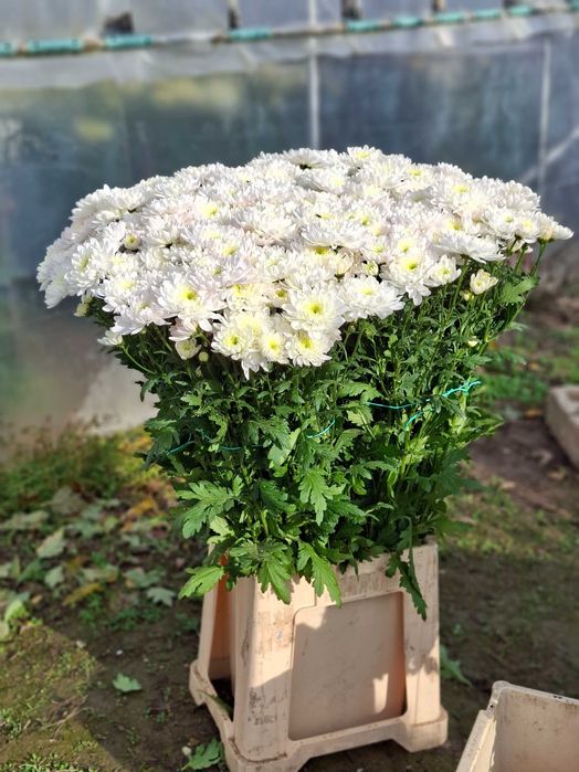 Vand Crizantema en-gros